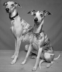 Whippet breed dog couple