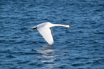 Fototapeta na wymiar A closeup of white whooper swan against the blue sea.