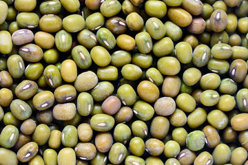 Mung bean known as green gram, maash, moong, monggo, or munggo plant species in legume family, cultivated in East Asia Southeast Asia and Indian subcontinent, ingredient in savoury and sweet dishes