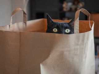 black cat hiding in a paper bag