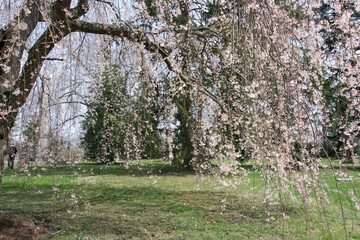  weeping cherry trees in bloom