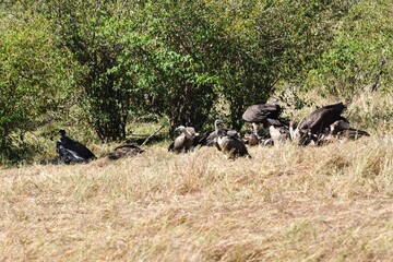 group of vultures in the savannah