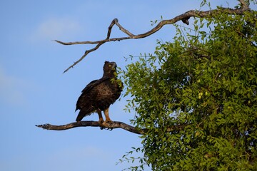 view of martial eagle on a branch