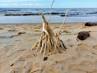 trees washed up from the Baltic Sea. beach art