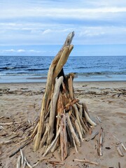 driftwood on the beach
