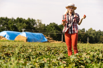 Beautiful woman eating a strawberry while gathering strawberries on a farm