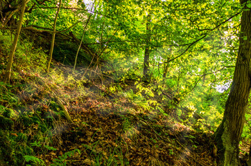 Lichter Waldabschnitt am Hang mit Totholz