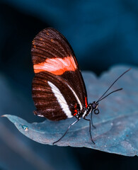 Macro shots, Beautiful nature scene. Closeup beautiful butterfly sitting on the flower in a summer garden.
