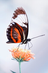 Macro shots, Beautiful nature scene. Closeup beautiful butterfly sitting on the flower in a summer garden.