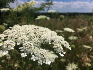 Queen Anne's Lace