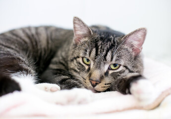 A lazy brown tabby shorthair cat lying down on a blanket and looking at the camera
