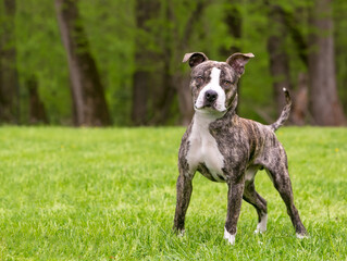 A brindle and white Pit Bull Terrier mixed breed dog standing outdoors