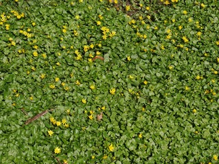 Gelbe Pflanzen im grünen Blättermeer