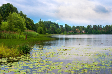 Beautiful landscape view on lake with ducks and water lily and green forest in summertime