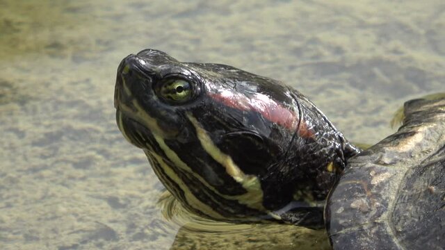 Turtle head on the water surface. Close up