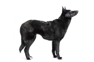 Black and white mongrel dog  with obedient and calm character is waiting for something