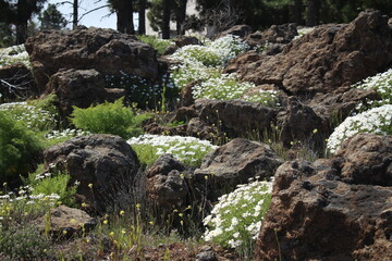 Flower field in spring