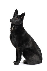Black and white mongrel dog sitting with trusting begging eyes and waiting for something