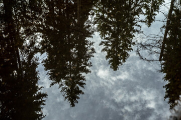 Reflection of forest trees in a puddle after rain