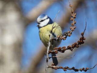 Fototapeta premium Eurasian blue tit (Cyanistes caeruleus) perched on tree branch and singing, Poland