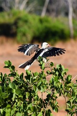 Northern Red-billed Hornbill in tsavo east national park
