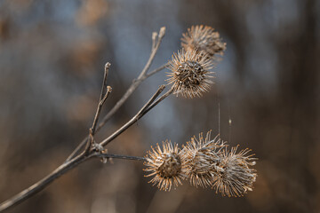 Dried thistle flowers 