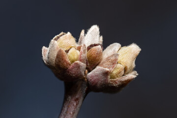 Pink tree bud closeup on a blue background