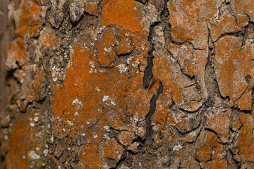 Tree bark covered with red algae