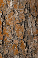 Tree bark covered with red algae