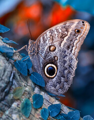 Fototapeta premium Macro shots, Beautiful nature scene. Closeup beautiful butterfly sitting on the flower in a summer garden.