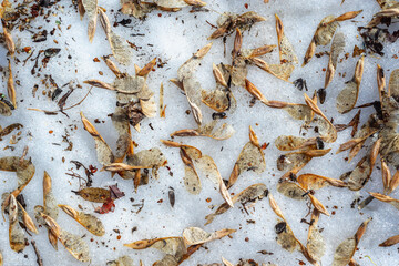 Maple seeds in the spring in the snow.