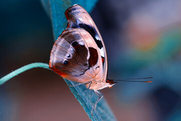 Macro shots, Beautiful nature scene. Closeup beautiful butterfly sitting on the flower in a summer garden.