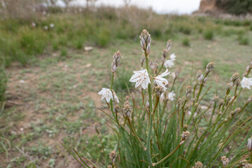 wild flower in landscape