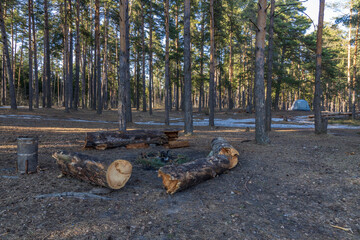 Remains of a burnt fire in the forest. Charcoal and burnt branches at the picnic area. Large logs from an old dry tree.