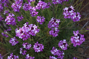 Purple flowers in the wild in the highlands of Gran Canaria island