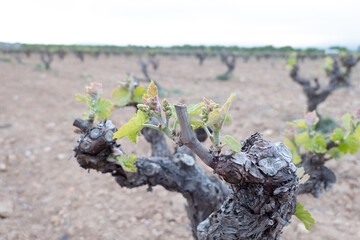 sprout of old vine plant in spring