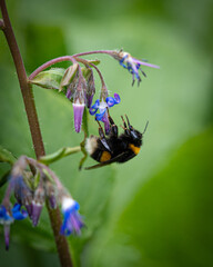 wunderschöne Biene auf Blume mit macro fotografiert 