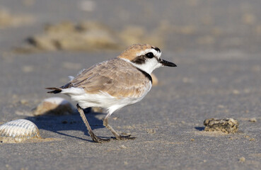 Wilson’s plover (Charadrius wilsonia) at the beach, Galveston, Texas, USA.