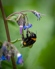 wunderschöne Biene auf Blume mit macro fotografiert 