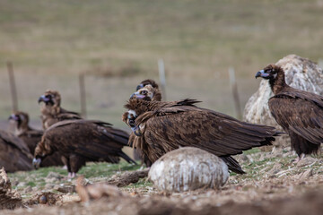 Cinereous Vulture, (Aegypius monachus) in its natural habitat. Wildlife.