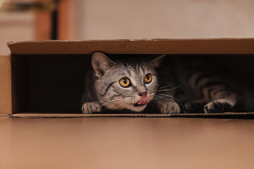 A black and white tabby cat climbed into a cardboard box on the floor and frolicked inside it.