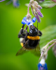 wunderschöne Biene auf Blume mit macro fotografiert 