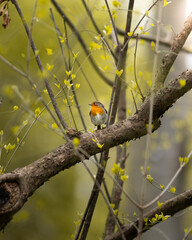 Wunderschöne Vogel auf einem Ast