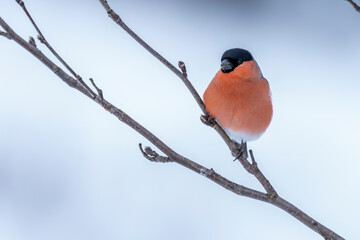 The Eurasian bullfinch (Pyrrhula pyrrhula) © Johannes Jensås