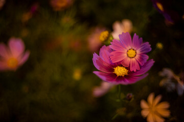 Color of Nature