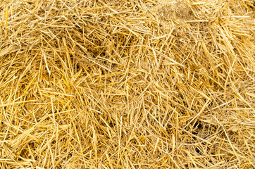 Hay bale background. Hay texture for agriculture