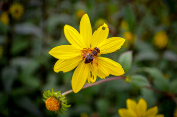 bee on flower