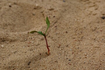 Small green plant on the beach. Single small plant grows on the beach on sand, in drought. The concept of drought, the will to survive, the environment
