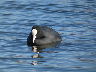 Eurasian coot (Fulica atra) swimming in the pond and looking into the water, Gdansk, Poland