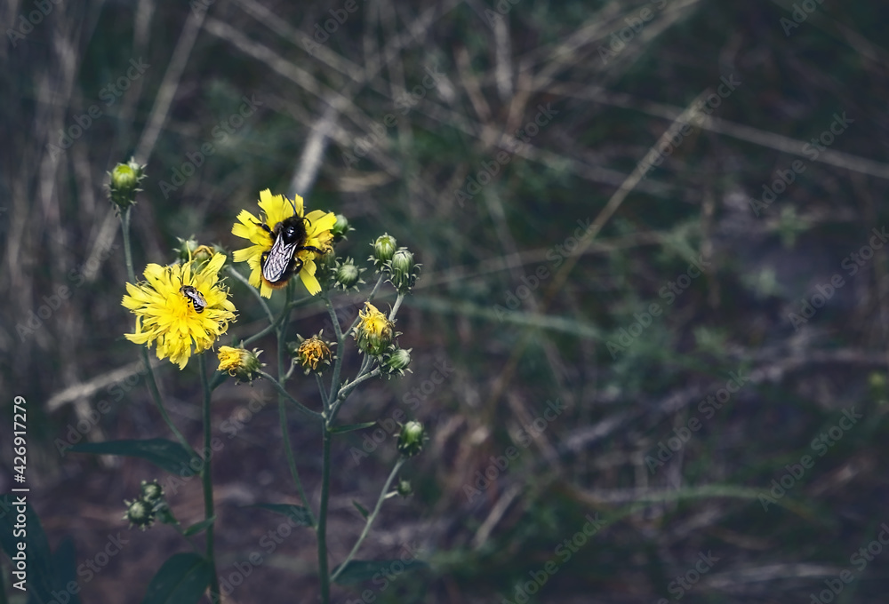 Wall mural yellow forest flowers with bee and bumblebee on dark misty background